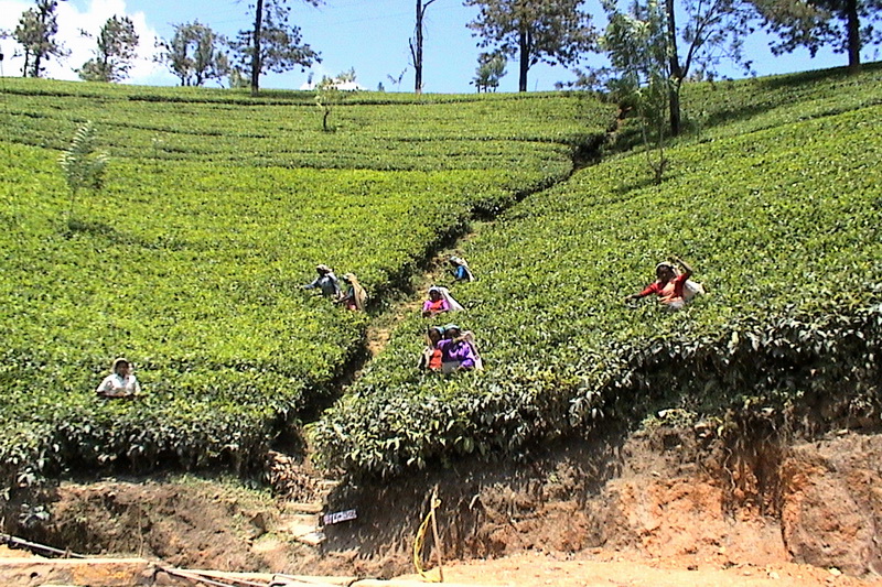 Sri Lanka, Tea plantations